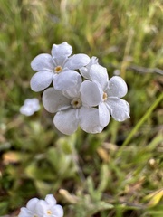 Plagiobothrys nothofulvus