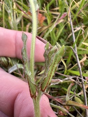 Plagiobothrys nothofulvus