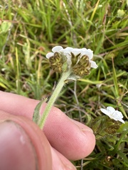 Plagiobothrys nothofulvus