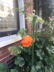 Papaver dubium