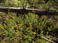 Genista germanica