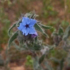 Alkanna strigosa