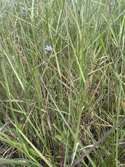 Wahlenbergia