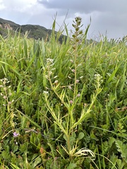 Lepidium nitidum