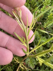Lepidium nitidum