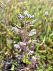 Lepidium nitidum