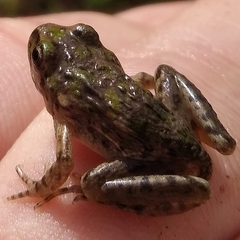 Pelodytes atlanticus