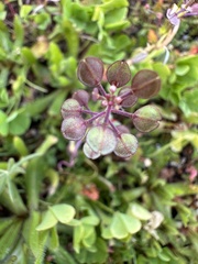 Lepidium nitidum
