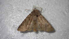 Epipsilia grisescens