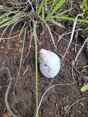 Lissachatina immaculata