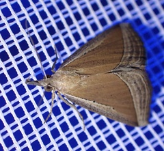 Hypena conscitalis