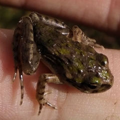 Pelodytes atlanticus