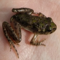 Pelodytes atlanticus