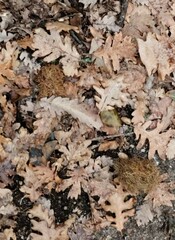 Andricus caputmedusae