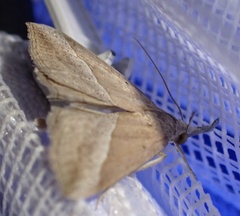 Hypena lividalis