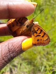 Catacroptera cloanthe