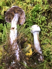 Cortinarius camphoratus