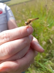 Crocothemis erythraea