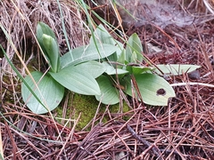 Ophrys fusca