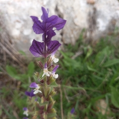 Salvia viridis