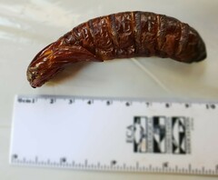 Abantiades atripalpis