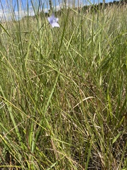 Wahlenbergia