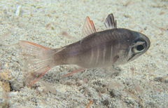 Nectamia