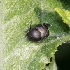 Onthophagus grossepunctatus