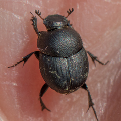 Onthophagus grossepunctatus