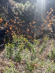 Hypericum