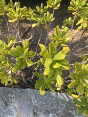 Pittosporum