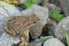 Bufo stejnegeri