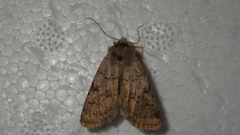 Epipsilia grisescens