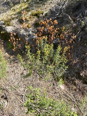 Hypericum