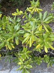 Pittosporum