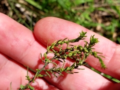 Maireana microphylla