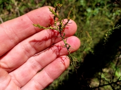 Maireana microphylla