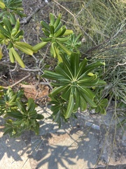 Pittosporum