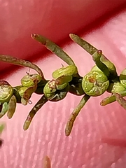Maireana microphylla