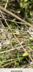 Orthoptera