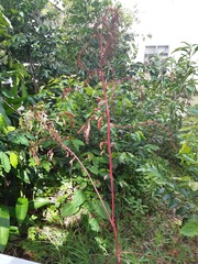 Chenopodium formosanum