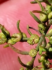 Maireana microphylla