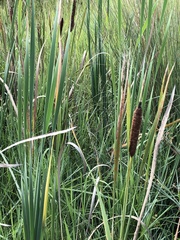 Typha capensis