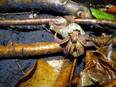 Coenobita brevimanus