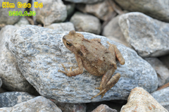 Bufo stejnegeri