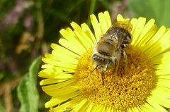 Anthophora bimaculata