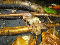 Coenobita brevimanus
