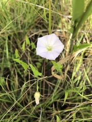 Convolvulus farinosus