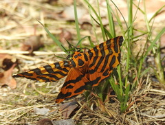 Amphicallia bellatrix