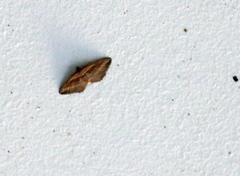 Costaconvexa polygrammata